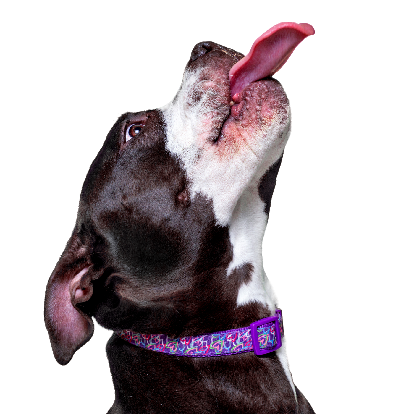 Happy dog