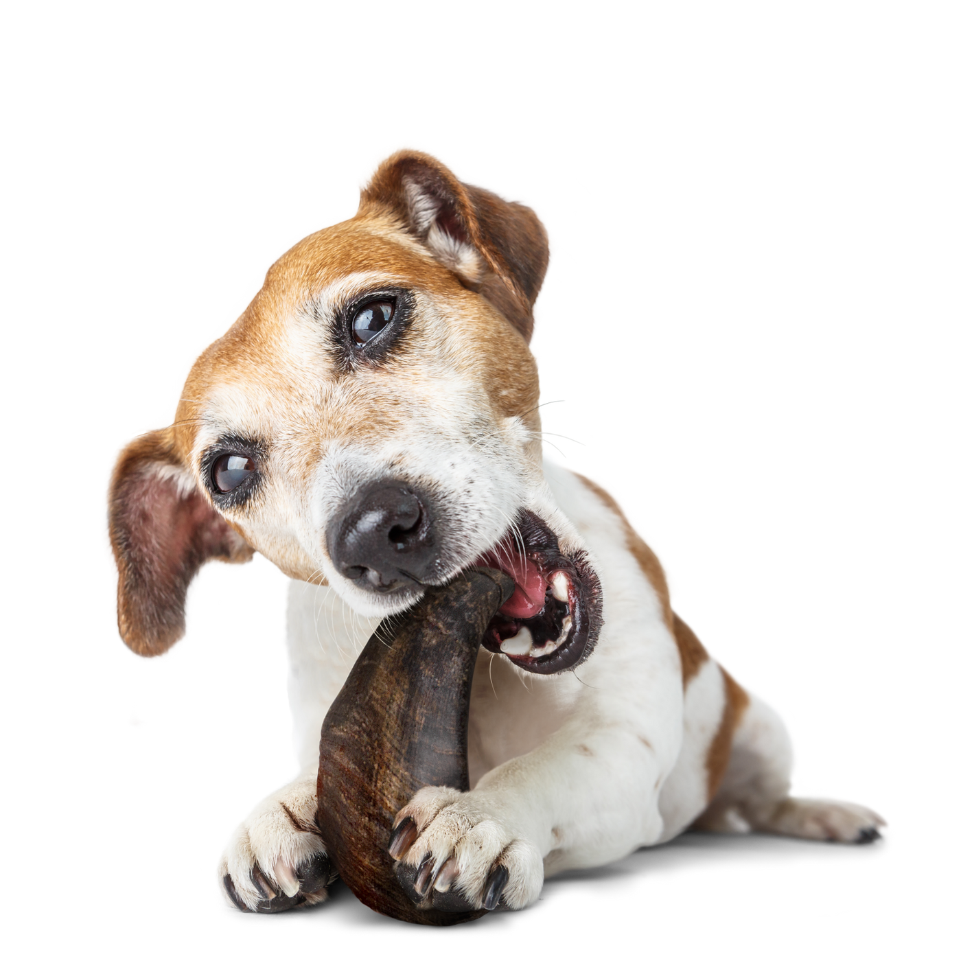 Happy dog