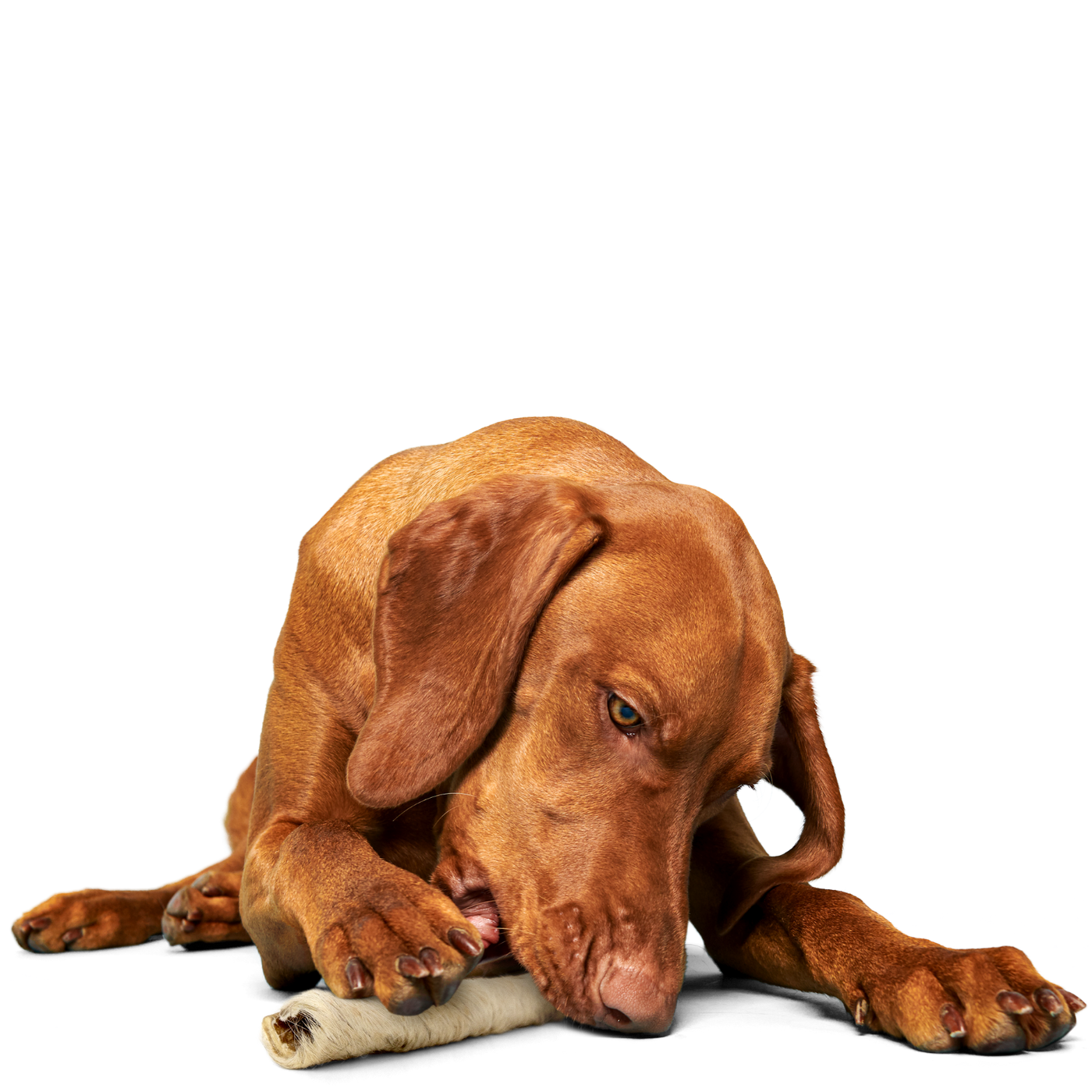 Happy dog