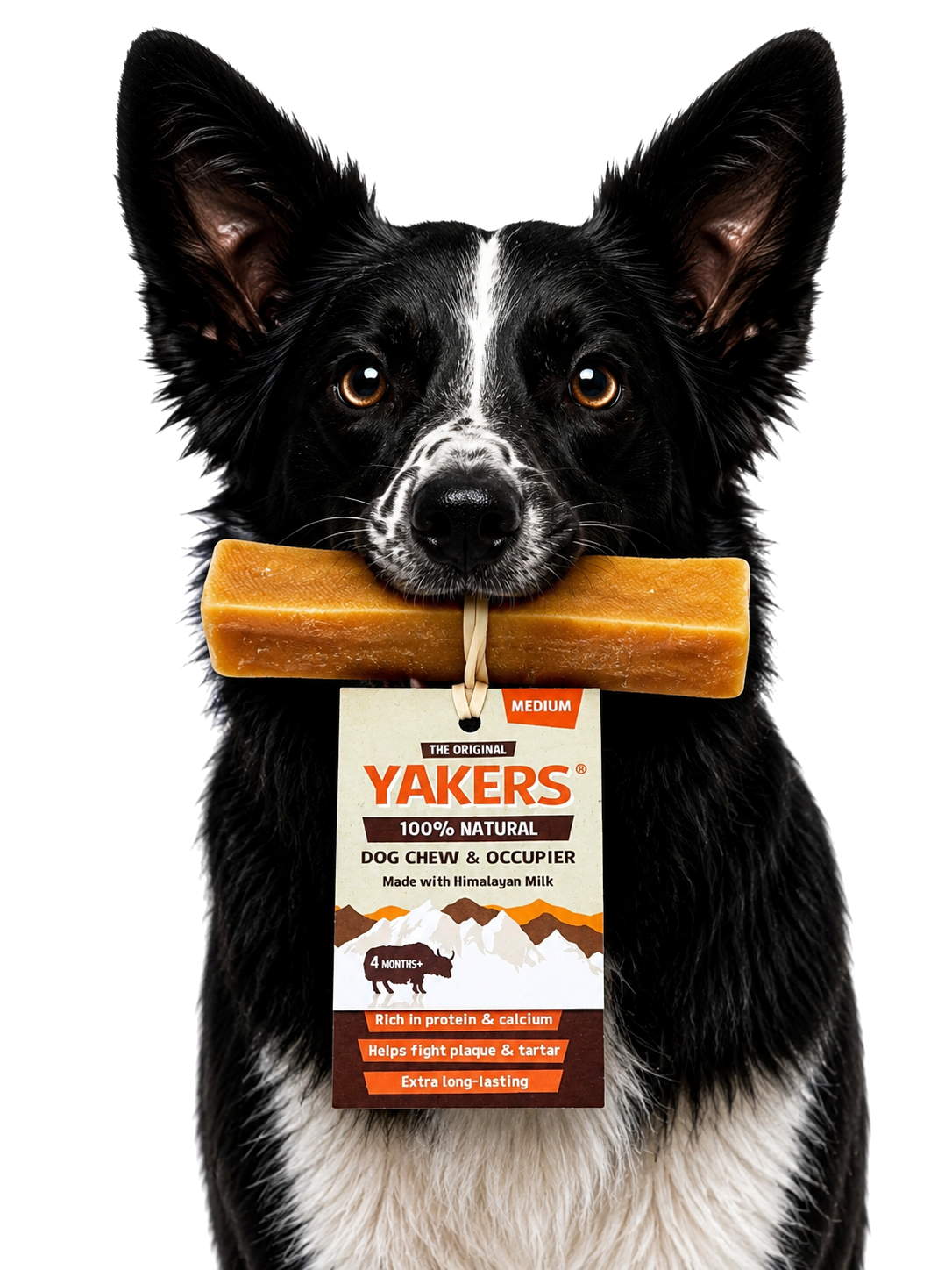 Dog enjoying the product