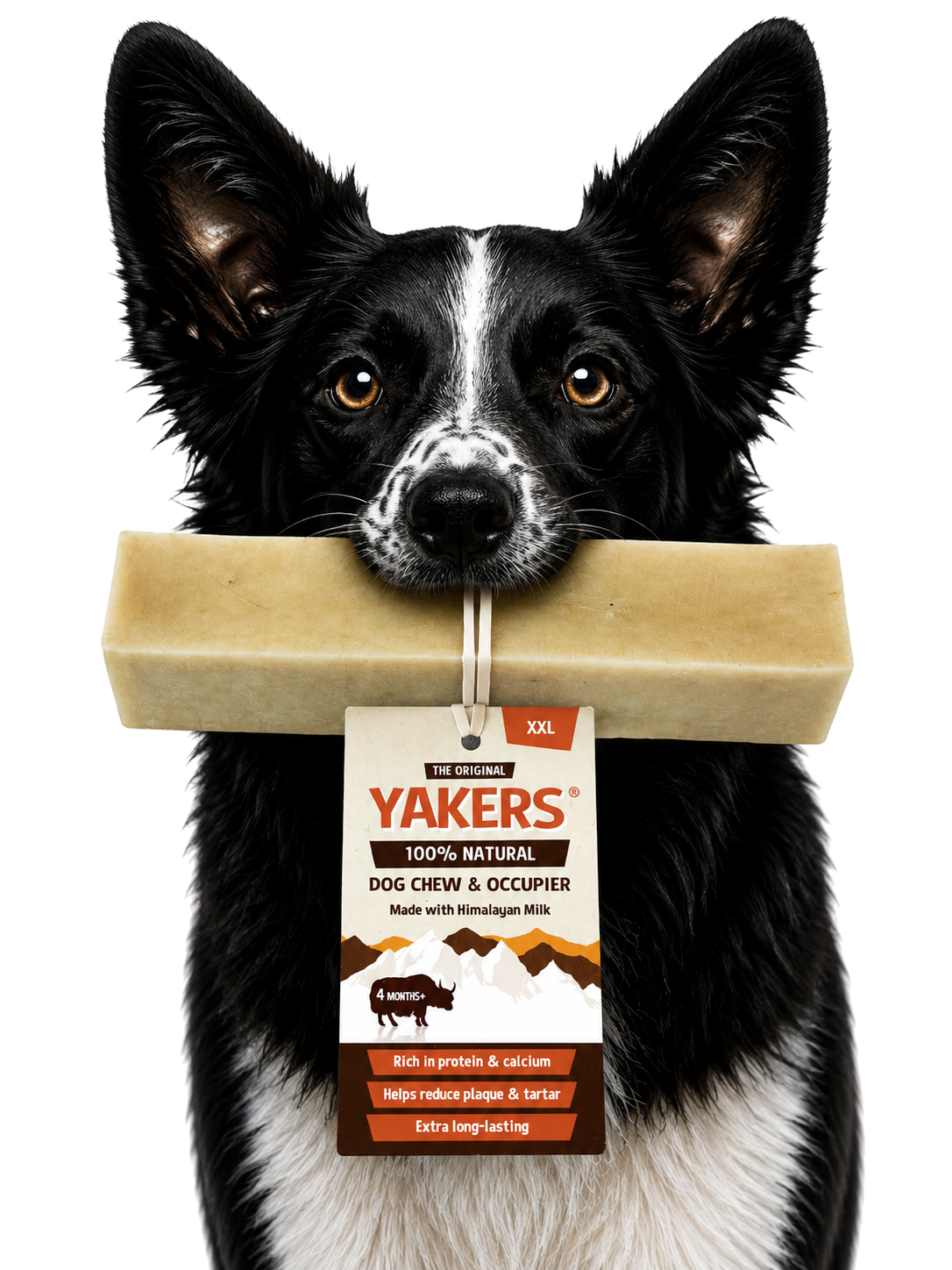 Dog enjoying the product
