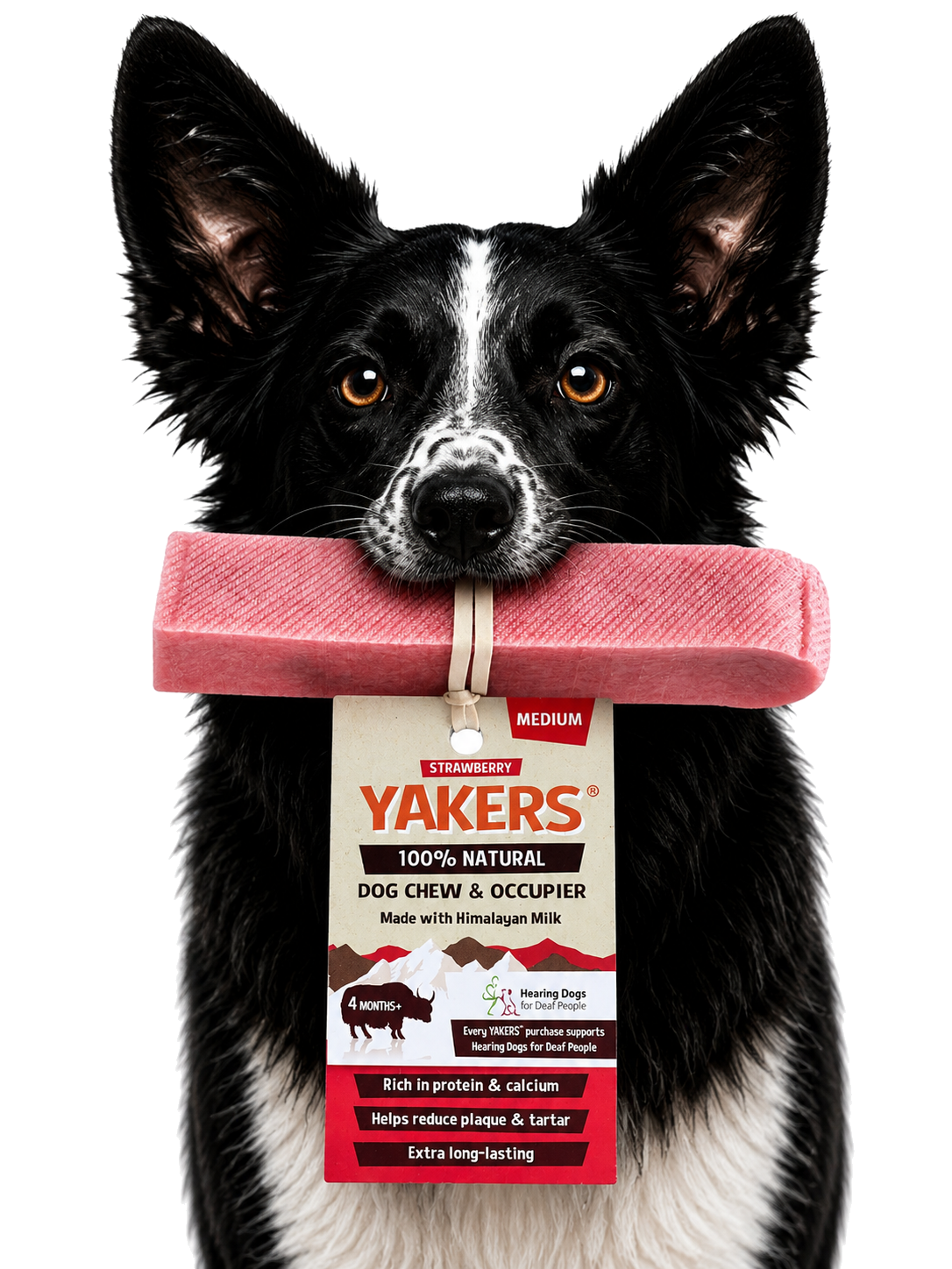 Dog enjoying the product