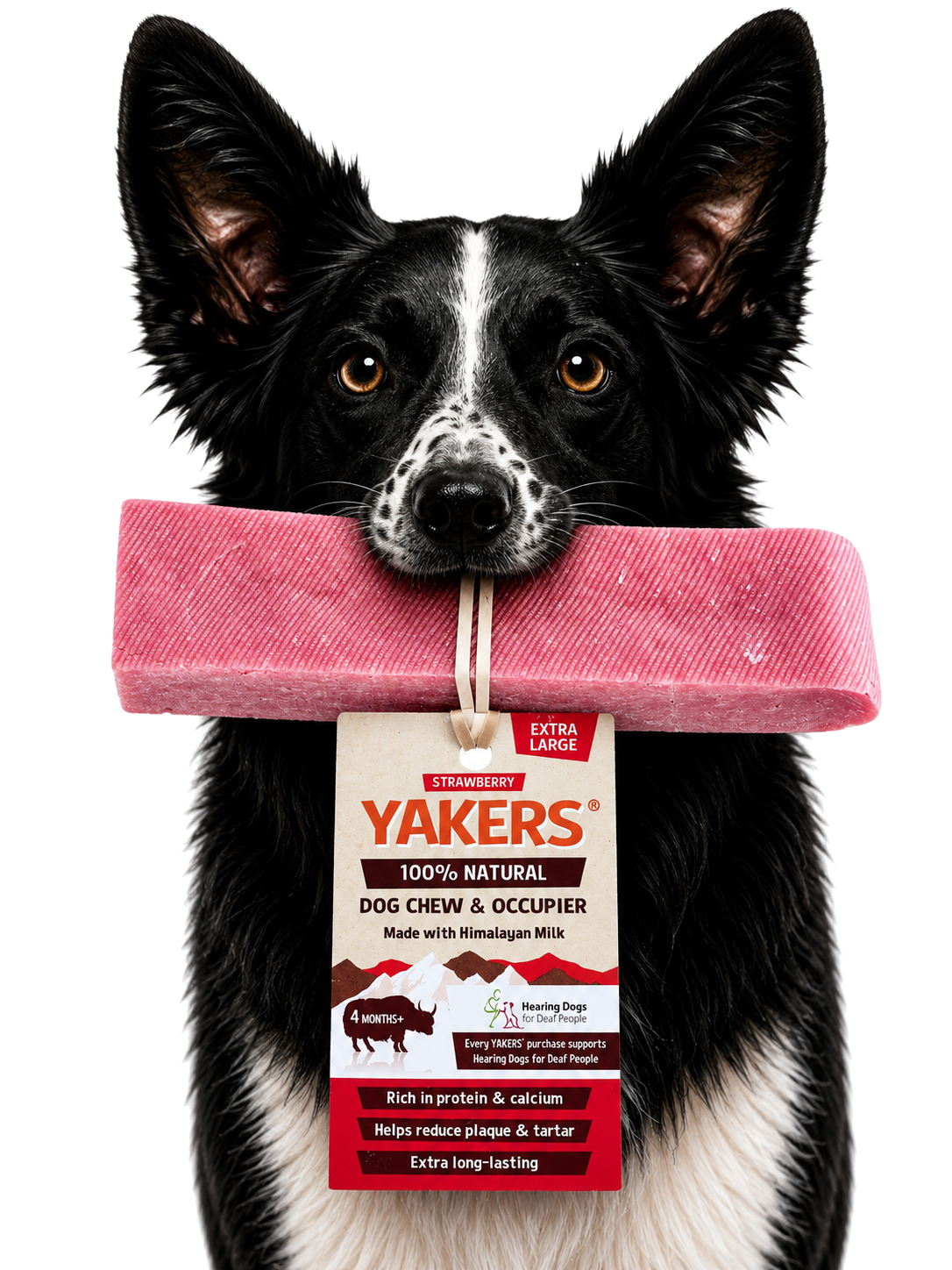 Dog enjoying the product