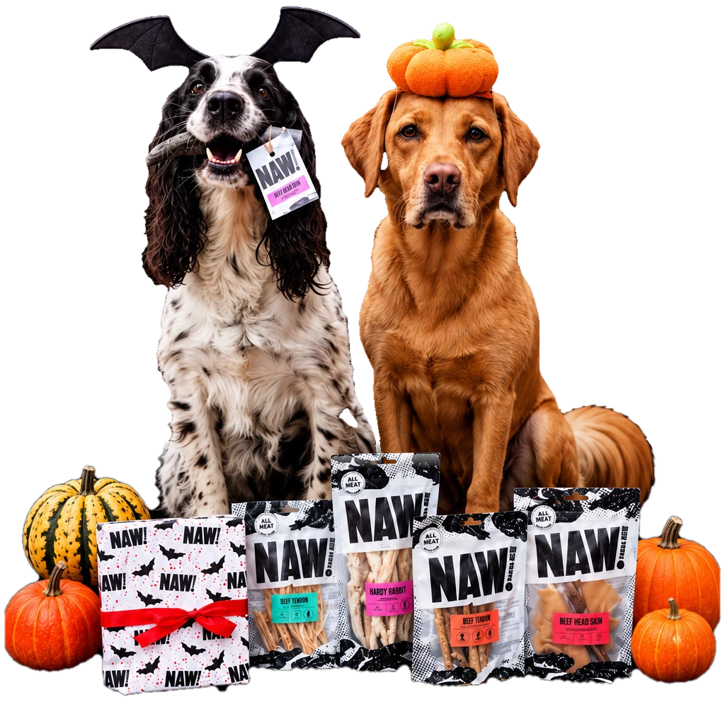 A spaniel in bat ears and a labrador in a pumpkin hat with NAW! packs and pumpkins
